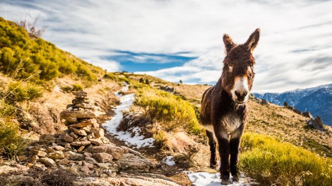 Le burro catalan Le burro catalan