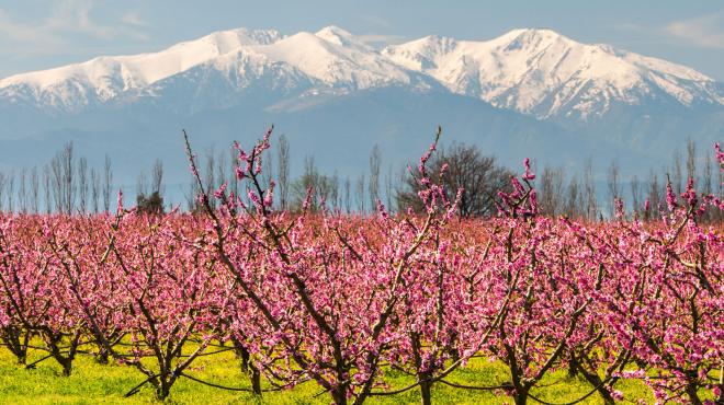Canigou pechers en fleurs Canigou pechers en fleurs