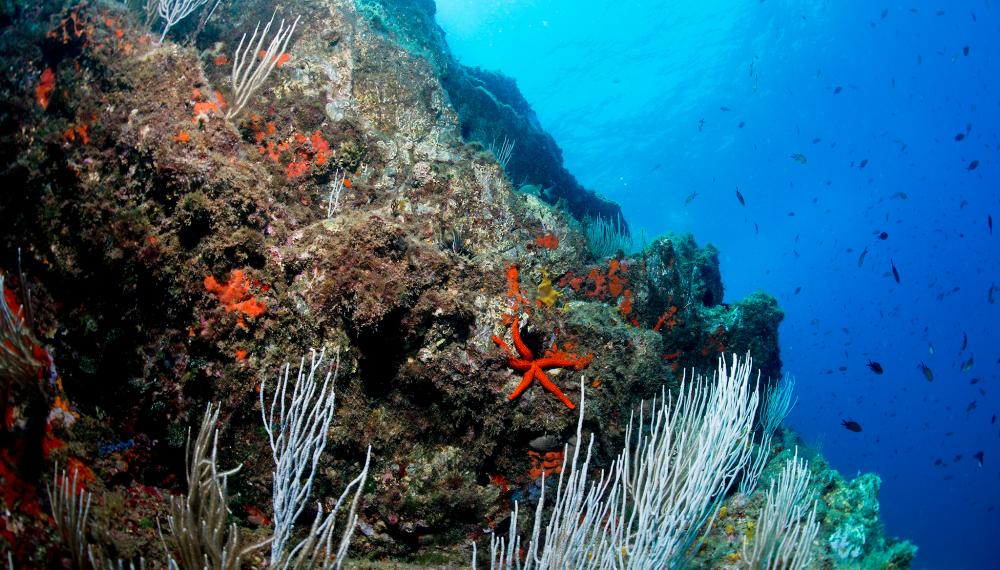 Plongée sous-marine Plongée sous-marine