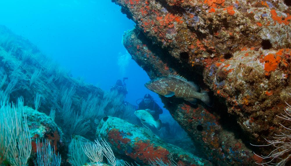 Plongée sous-marine Plongée sous-marine