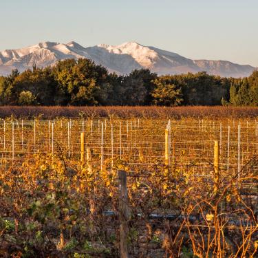 Vignes et Canigou Vignes et Canigou