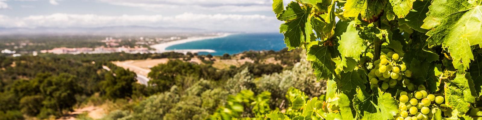 Terroir des Pyrénées-Orientales Terroir des Pyrénées-Orientales