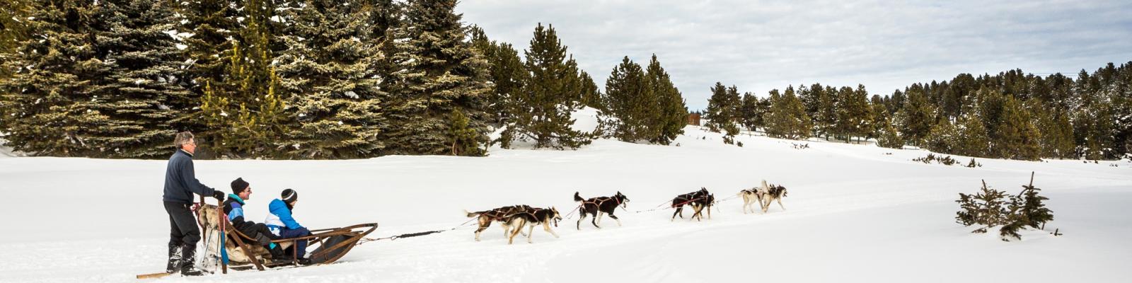 Chiens de traîneaux Chiens de traîneaux