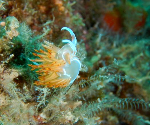 Plongée sous-marine Plongée sous-marine