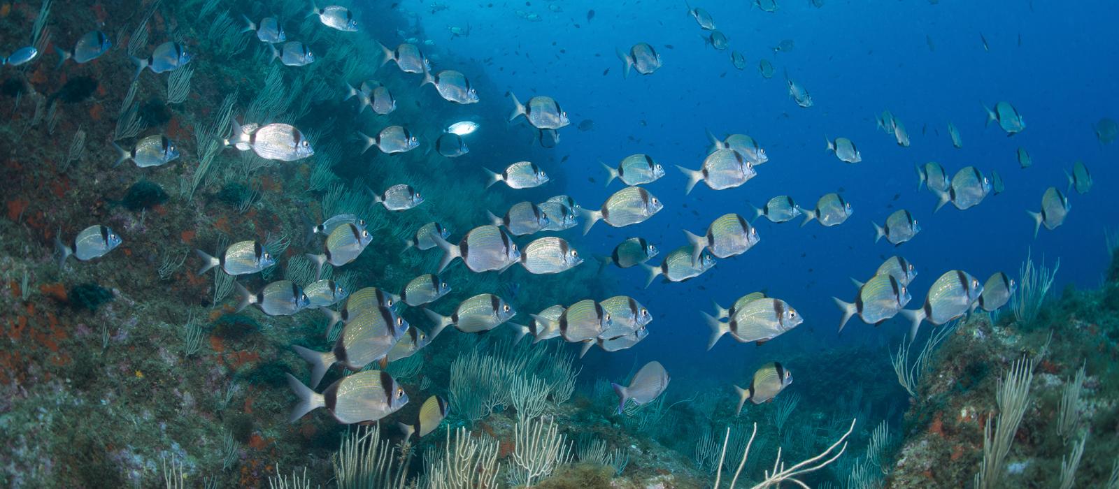 Plongée sous-marine Plongée sous-marine