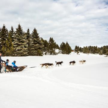 Chiens de traîneaux 