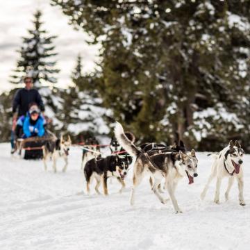Chiens de traîneaux 